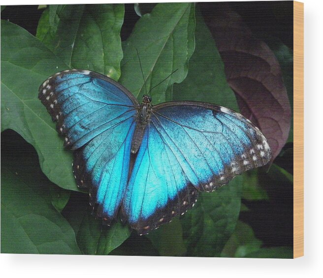 Nature Wood Print featuring the photograph Blue Morpho #1 by Peggy King