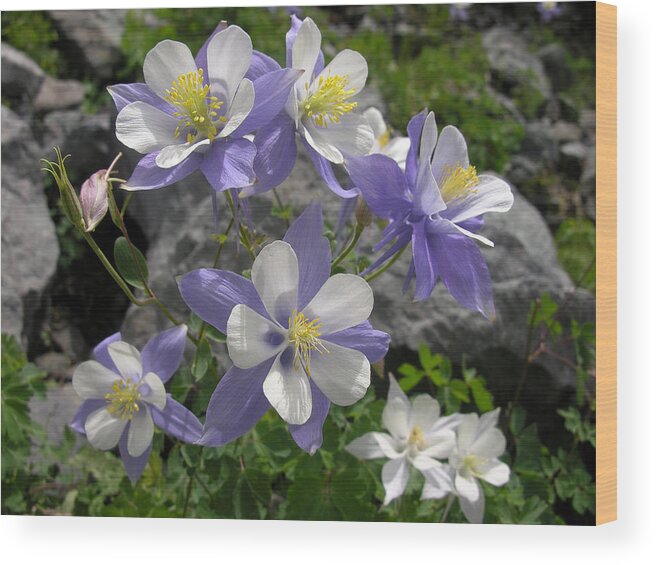 Flower Wood Print featuring the photograph Colorado Blue Columbines #1 by Robert Lozen