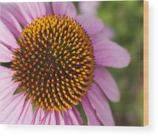 Cumc Wood Print featuring the photograph Cone Flower-2 by Charles Hite