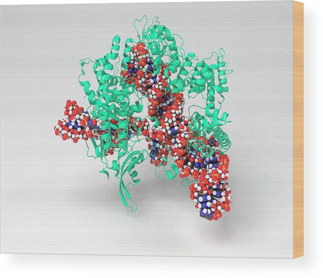 Biochemical Wood Print featuring the photograph Crispr-cas9 Gene Editing Complex #1 by Indigo Molecular Images
