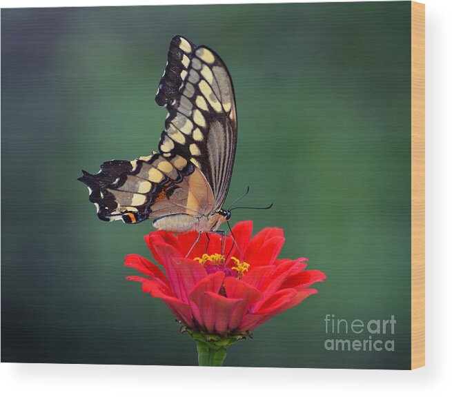 Butterfly Wood Print featuring the photograph Giant Swallowtail #1 by Rodney Campbell