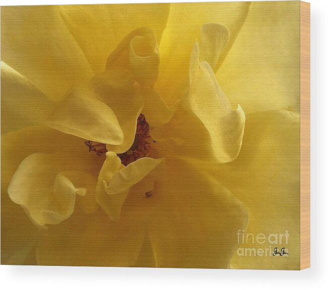 Floral Photograph Wood Print featuring the photograph Gracefully Yellow #1 by Geri Glavis