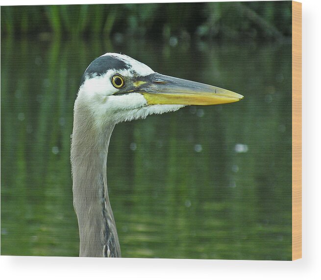 Photographs Wood Print featuring the photograph Great Blue Heron #1 by Brian Chase