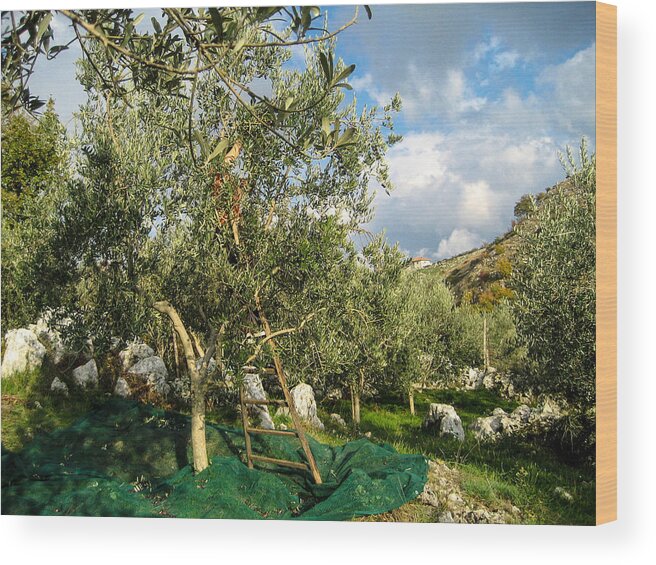 Olive Tree Wood Print featuring the photograph Harvest Day #1 by Dany Lison