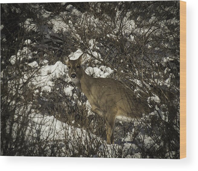 Whitetail Deer Wood Print featuring the photograph I See You by Thomas Young