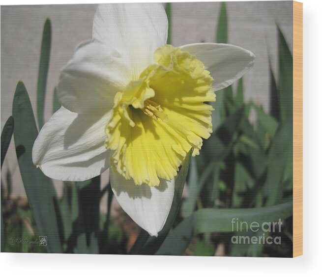 Mccombie Wood Print featuring the photograph Large-Cupped Daffodil named Ice Follies #1 by J McCombie