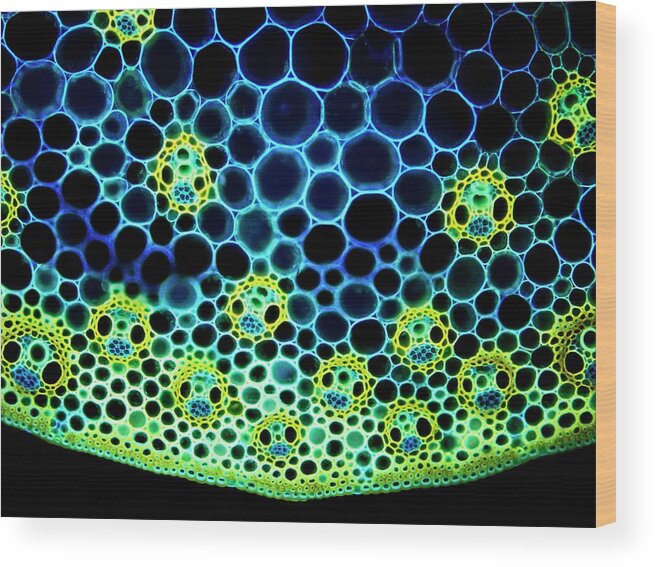 Zea Mays Wood Print featuring the photograph Maize Vascular Tissue #1 by Magda Turzanska