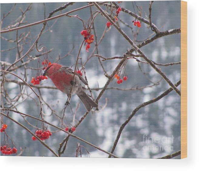 Pine Wood Print featuring the photograph Pine Grosbeak and Mountain Ash #1 by Leone Lund