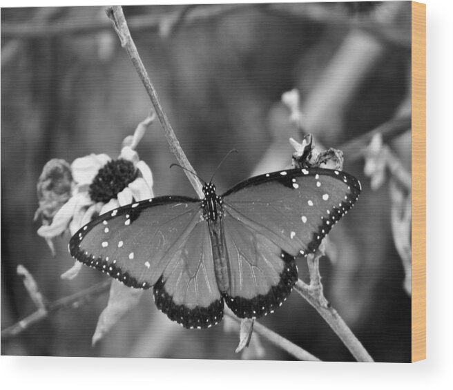 Black And White Wood Print featuring the photograph Posing #1 by Tom DiFrancesca