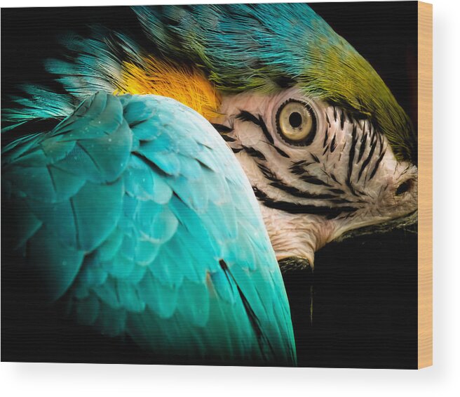 Macaws Wood Print featuring the photograph Sleeping Beauty by Karen Wiles