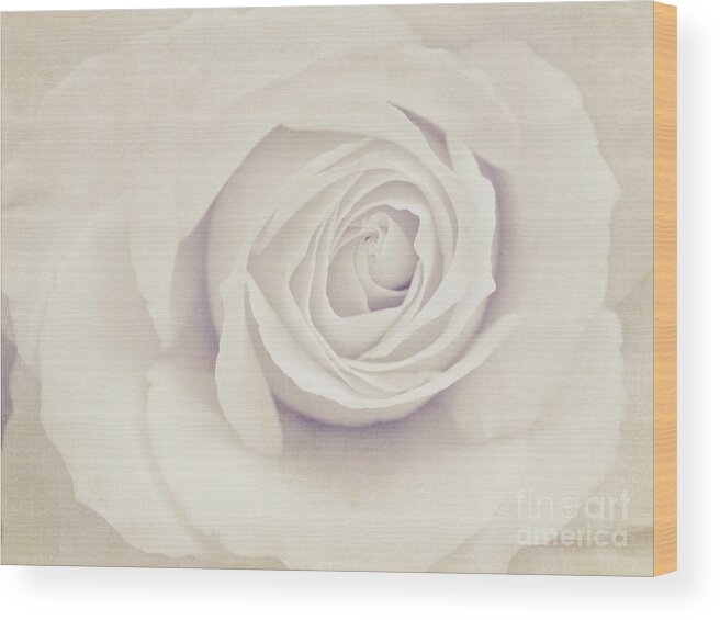 Rose Wood Print featuring the photograph White Rose #1 by Diana Kraleva