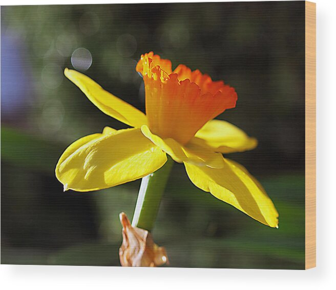 Daffodil Wood Print featuring the photograph Wide Open by Joe Schofield