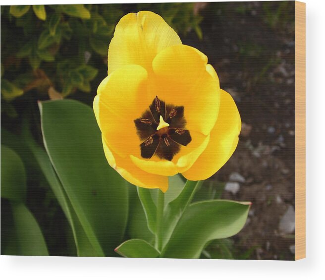 Flowers Wood Print featuring the photograph Yellow flower #1 by Karl Rose