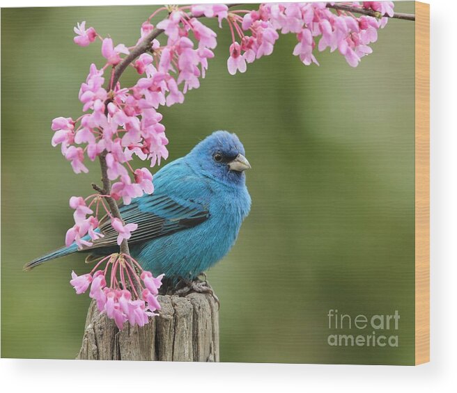 Nature Wood Print featuring the photograph Indigo Bunting #12 by Jack R Brock