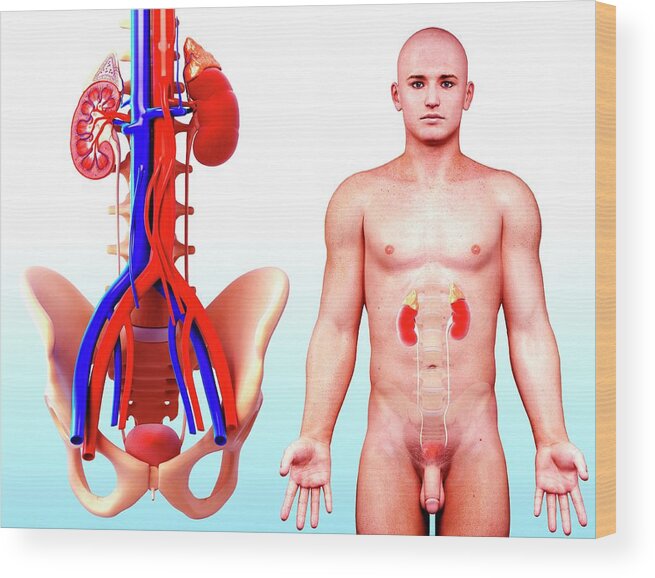 Artwork Wood Print featuring the photograph Human Kidney #13 by Pixologicstudio/science Photo Library