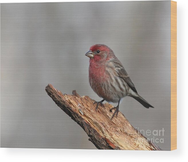 Nature Wood Print featuring the photograph House Finch #133 by Jack R Brock