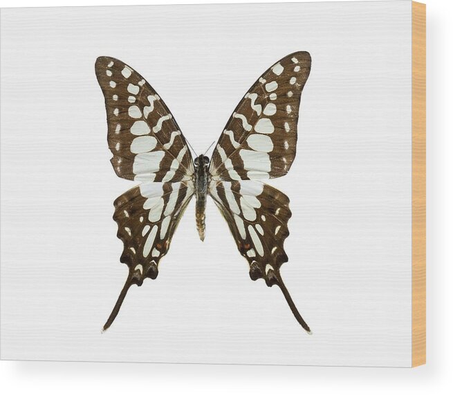  Wood Print featuring the photograph Untitled #1433 by Science Photo Library