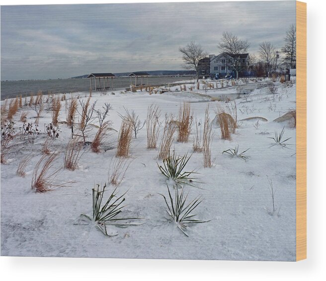 Beach Grass Wood Print featuring the photograph Blowing in the wind by Janice Drew