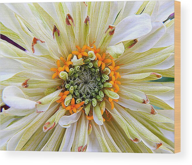 Nola Wood Print featuring the photograph Chrysanthemum Fall In New Orleans Louisiana by Michael Hoard