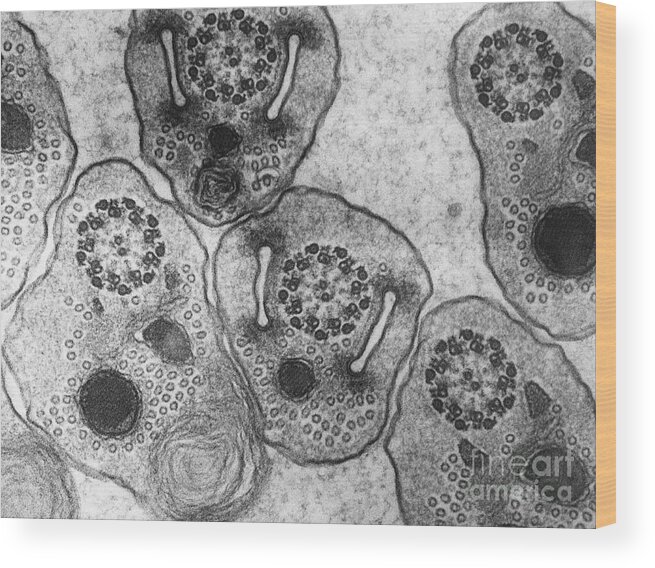 Science Wood Print featuring the photograph Hemiptera Sperm Tem #2 by David M. Phillips