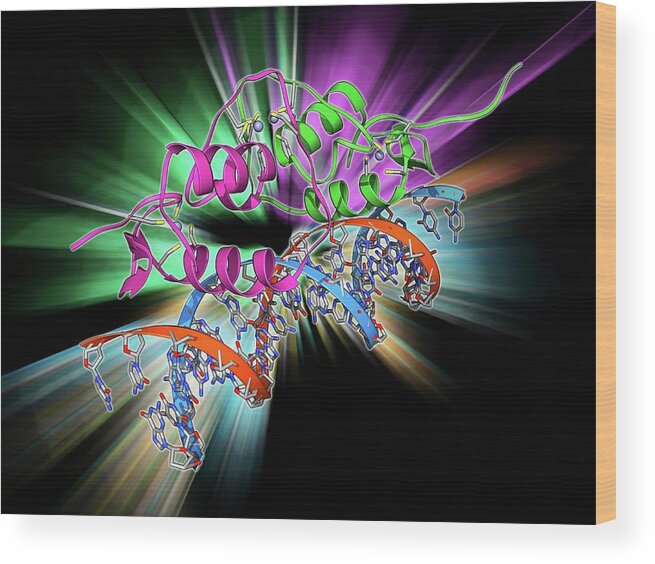 Alpha Helix Wood Print featuring the photograph Oestrogen Receptor Bound To Dna #2 by Laguna Design