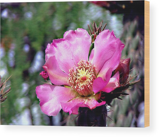 Botanical Wood Print featuring the photograph Pink Cactus Flower #2 by Linda Cox