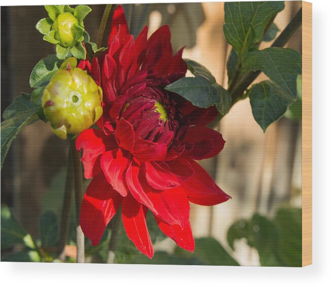 Dahlia Wood Print featuring the photograph Red Dahlia #2 by Weir Here And There