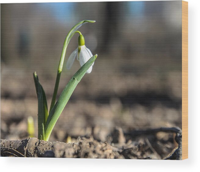 Colors Wood Print featuring the photograph Snowdrop flower #2 by Michael Goyberg