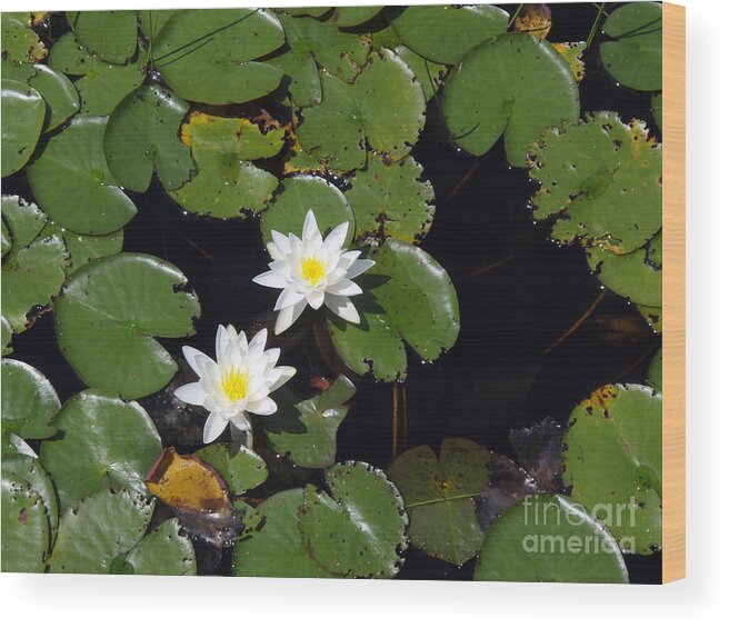 Nature Wood Print featuring the photograph 2 Water Lily by Robert Nickologianis