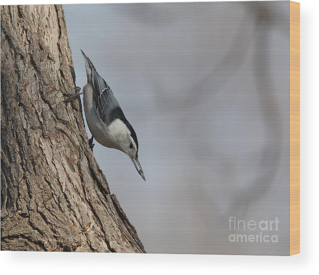 Nature Wood Print featuring the photograph White-breasted Nuthatch #37 by Jack R Brock