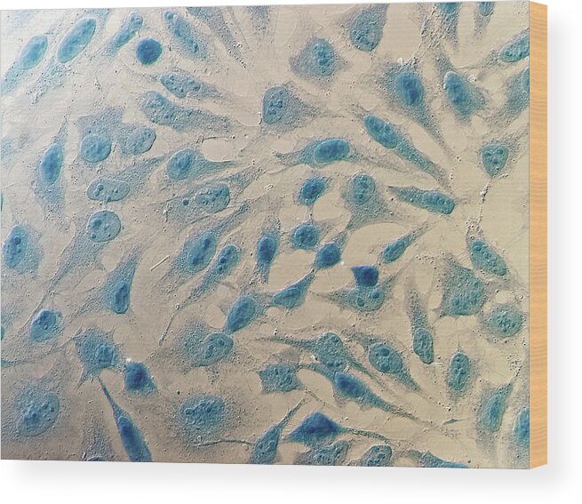 Anatomical Wood Print featuring the photograph Hela Cells #4 by Heiti Paves