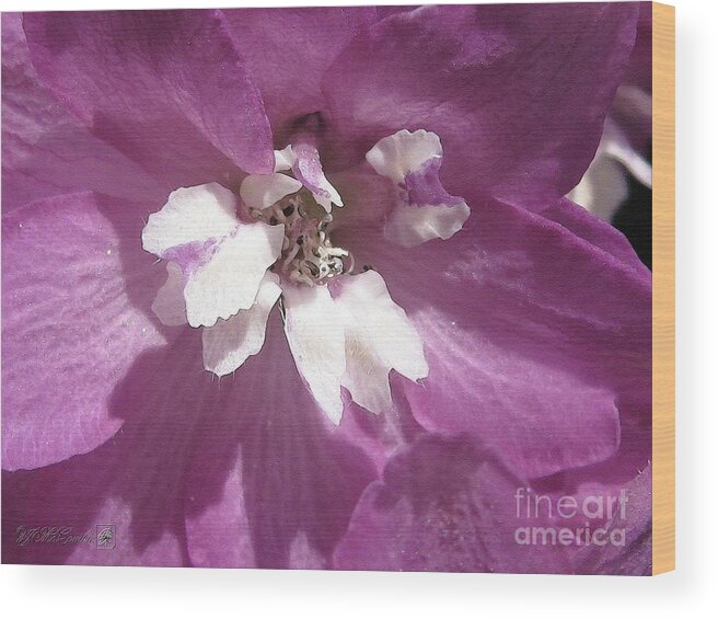Delphinium Wood Print featuring the painting Delphinium named Magic Fountains Lilac Pink #5 by J McCombie