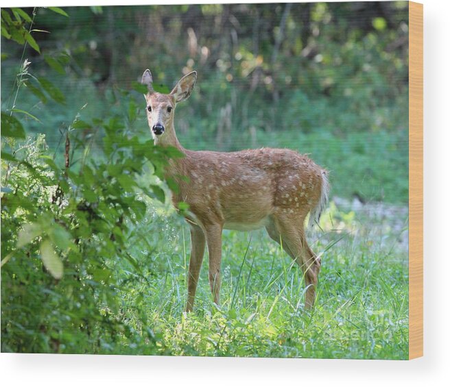 Nature Wood Print featuring the photograph White-tailed Deer #6 by Jack R Brock