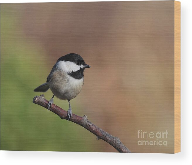 Nature Wood Print featuring the photograph Black Capped Chickadee #83 by Jack R Brock