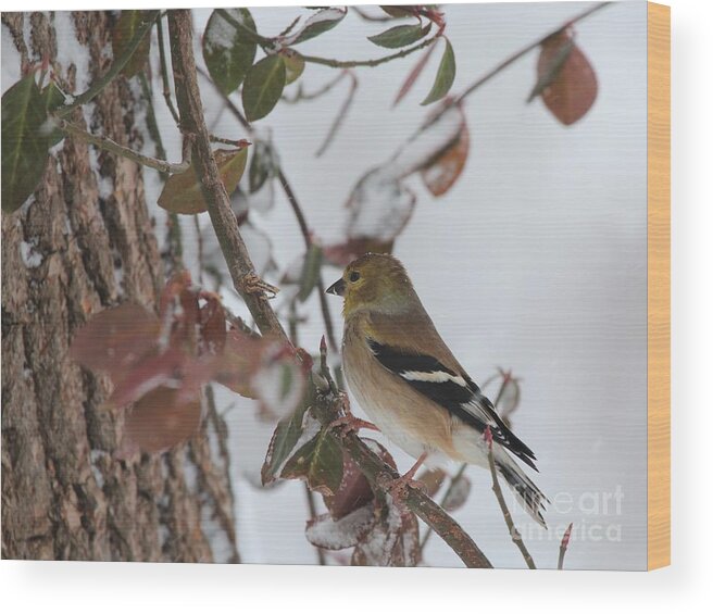 Nature Wood Print featuring the photograph American Goldfinch #91 by Jack R Brock