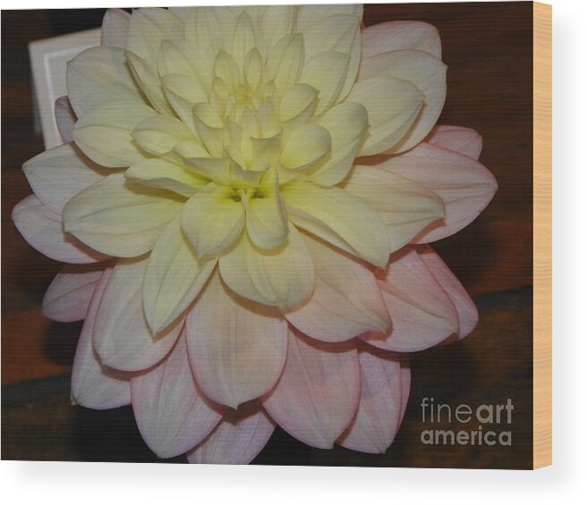 #928 D809 Dahlia Pink White Yellow Dahlia Thoughts Of You Wood Print featuring the photograph #928 D809 Dahlia Pink White Yellow Dahlia Thoughts of you #928 by Robin Lee Mccarthy Photography
