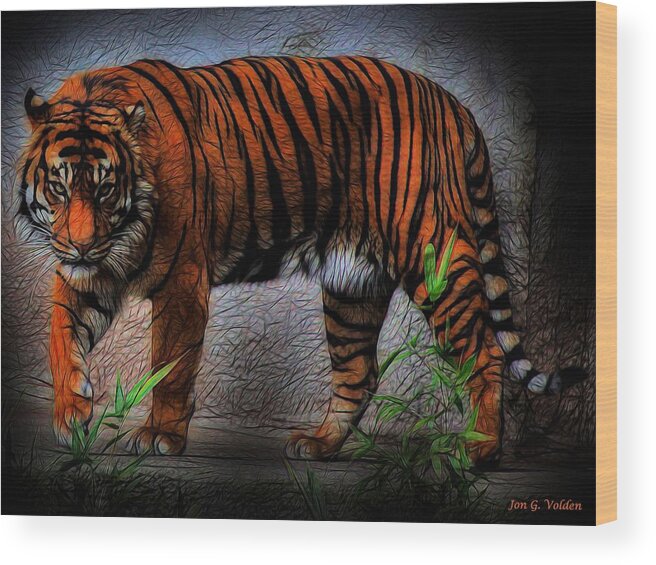 Tiger Wood Print featuring the photograph A Dangerous Tiger by Jon Volden