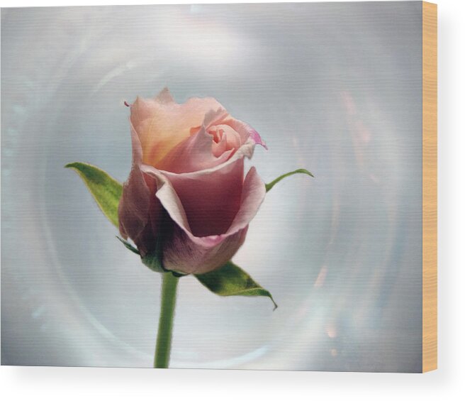 Rose Wood Print featuring the photograph A Rose by Lynn Bolt