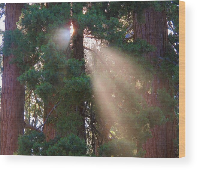 Trees Wood Print featuring the photograph A Sense Of Wonder by Derek Dean