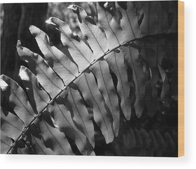 Fern Wood Print featuring the photograph Abstract - Botanical Light Play by Richard Reeve