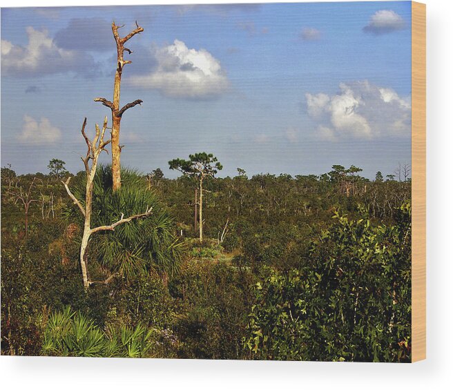 Blue Sky Wood Print featuring the photograph Abyss. Lake Wales Ridge. by Chris Kusik