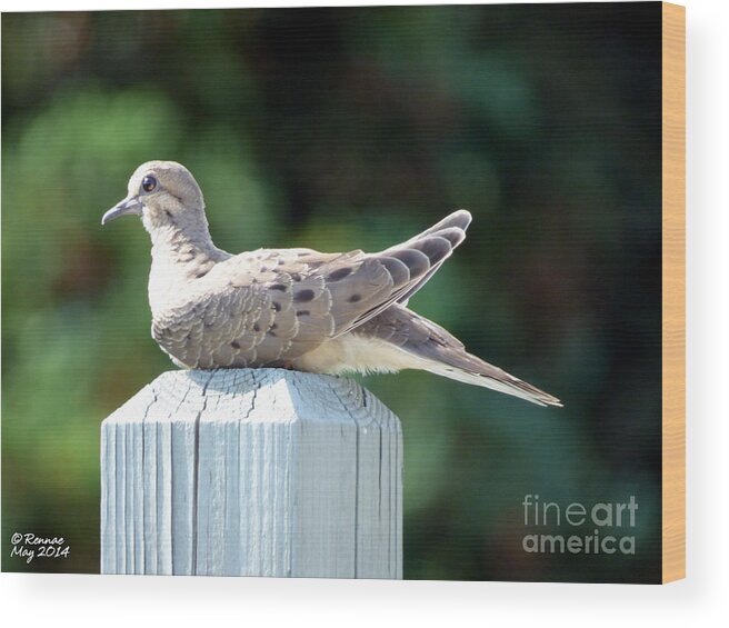 Dove Wood Print featuring the photograph Afternoon Visitor by Rennae Christman