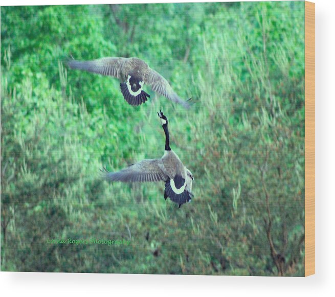 Geese Wood Print featuring the photograph Air Fight by Lorna Rose Marie Mills DBA Lorna Rogers Photography