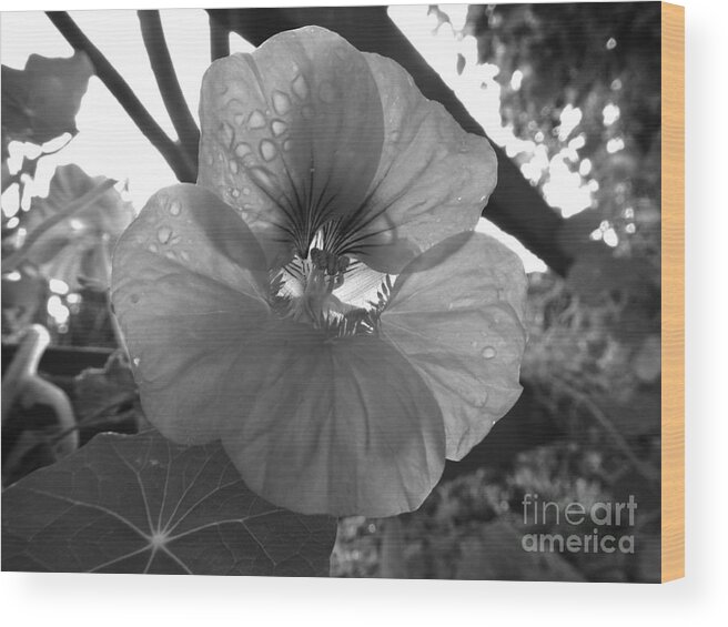 Flower Wood Print featuring the photograph Alaskan Rose One by Laura Wong-Rose