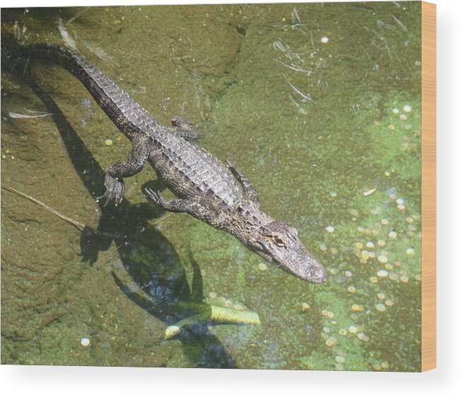 Alligator Wood Print featuring the photograph Alligator by Jesse Harris