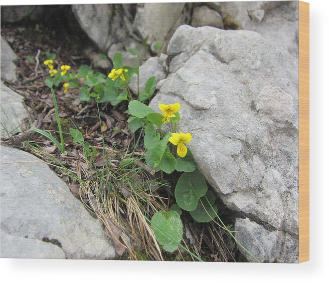 Flower Wood Print featuring the photograph Alpine Beauty 1 by Pema Hou