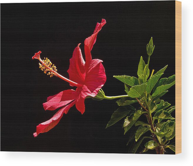 Hibiscus Wood Print featuring the photograph Amapola by Guillermo Rodriguez