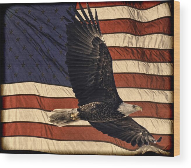 American Bald Eagle Wood Print featuring the photograph American Pride by Thomas Young