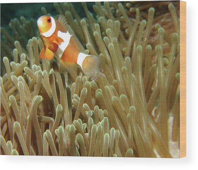 Underwater Wood Print featuring the photograph Anemone & Clown by Photographed By Randi Ang
