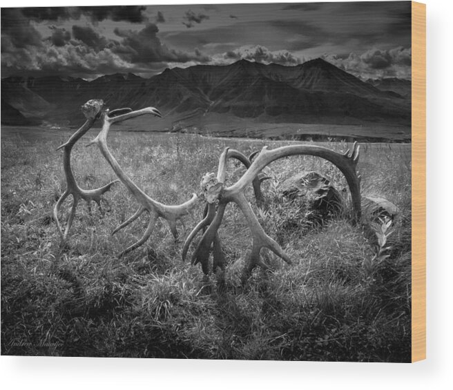 Antlers Wood Print featuring the photograph Antlers in Black and White by Andrew Matwijec
